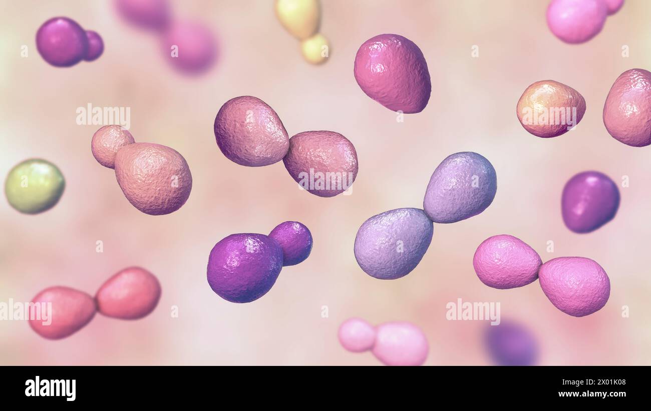 Illustration of histoplasma capsulatum, a parasitic yeastlike