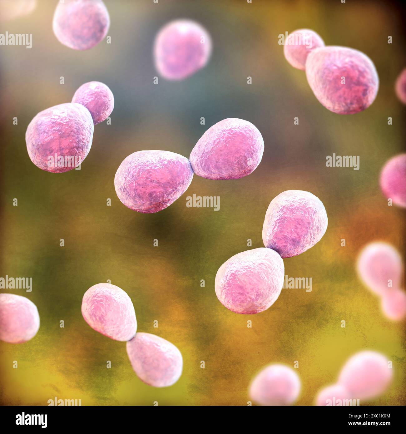Illustration of histoplasma capsulatum, a parasitic yeastlike