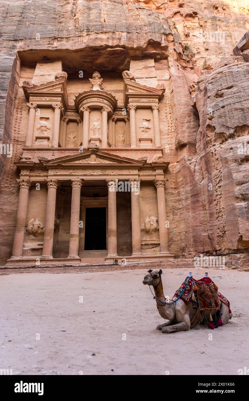 Dromedary in front of the Treasury (Al-Khazneh), Petra, Jordan Stock Photo
