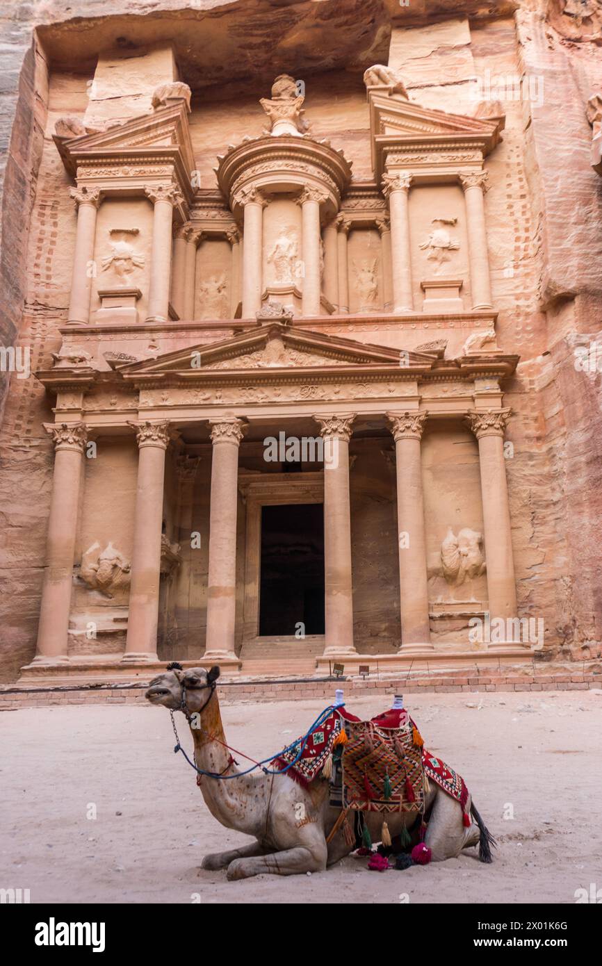 Dromedary in front of the Treasury (Al-Khazneh), Petra, Jordan Stock Photo