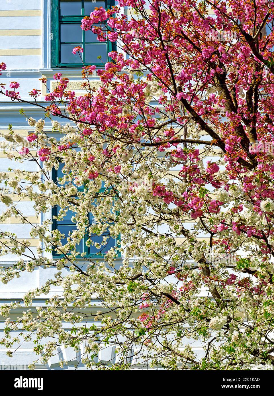 flourishing tree tops in white and pink colors at spring before the ...