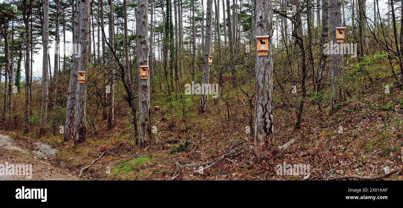 nesting boxes for bats on trees in the forest beneath the Harz mountain ...