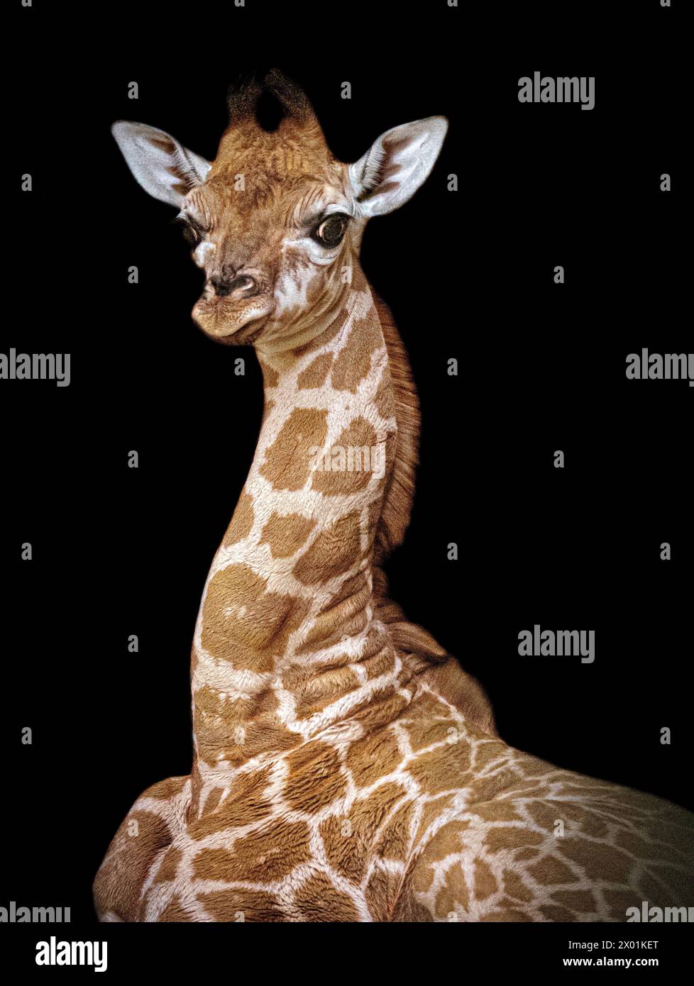 An endangered Rothschild giraffe has been born in the UK CHESTER ZOO, ENGLAND THE CUTEST British baby animals have been captured in zoos across the UK Stock Photo