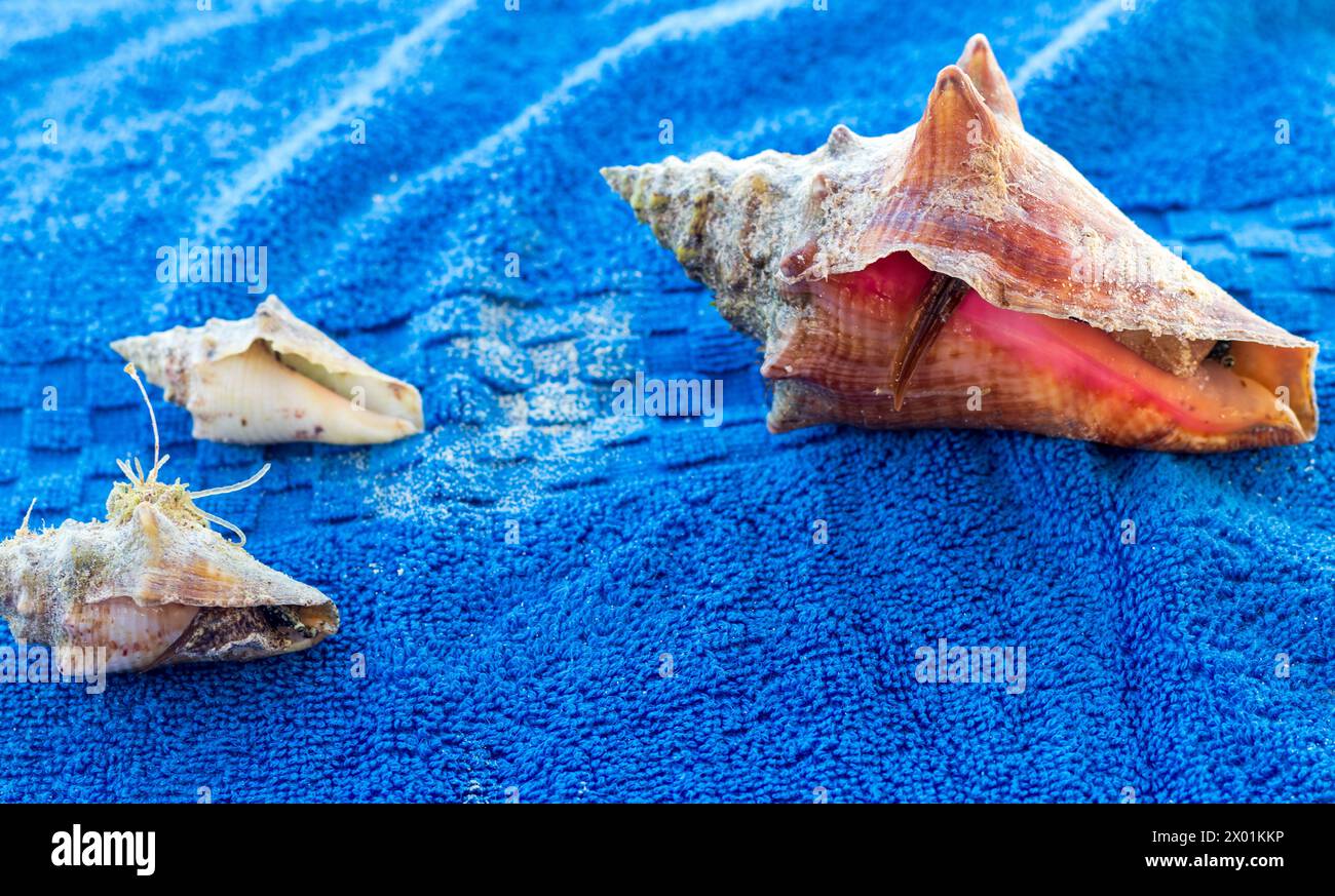 Macro shot crab shell hi-res stock photography and images - Alamy