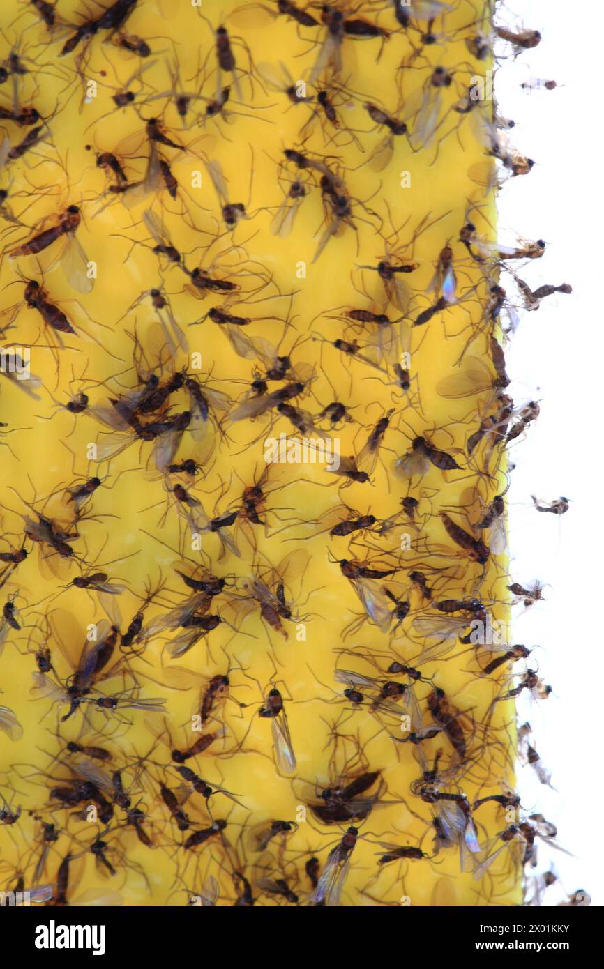 flypaper with dead flies as easy background Stock Photo - Alamy