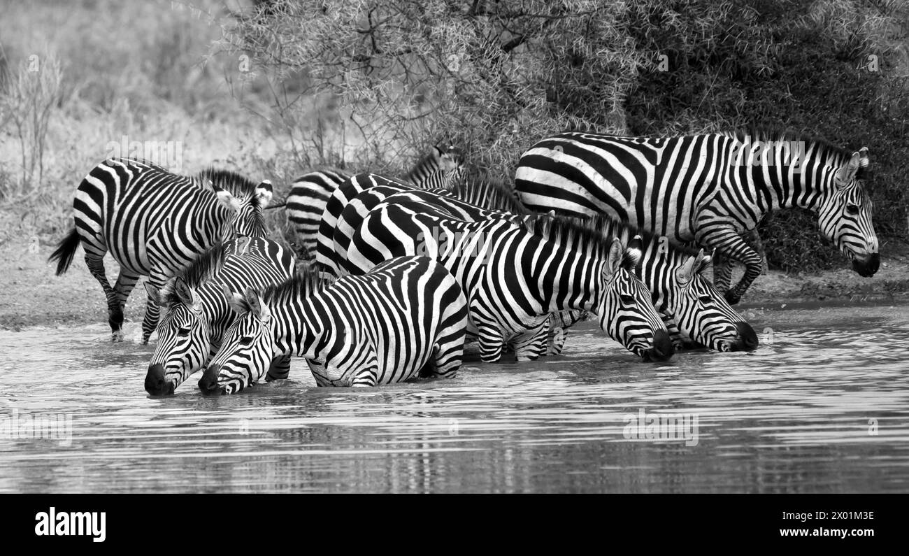 Black and white picture of herd of zebra drinking at a waterhole in ...