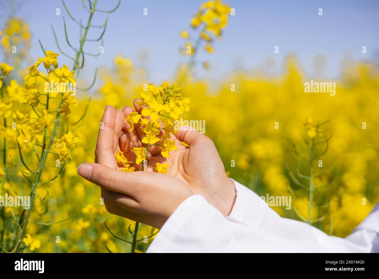 Close-up hands of female agricultural technician taking care of Brassica napus to control pests and crop diseases Stock Photo
