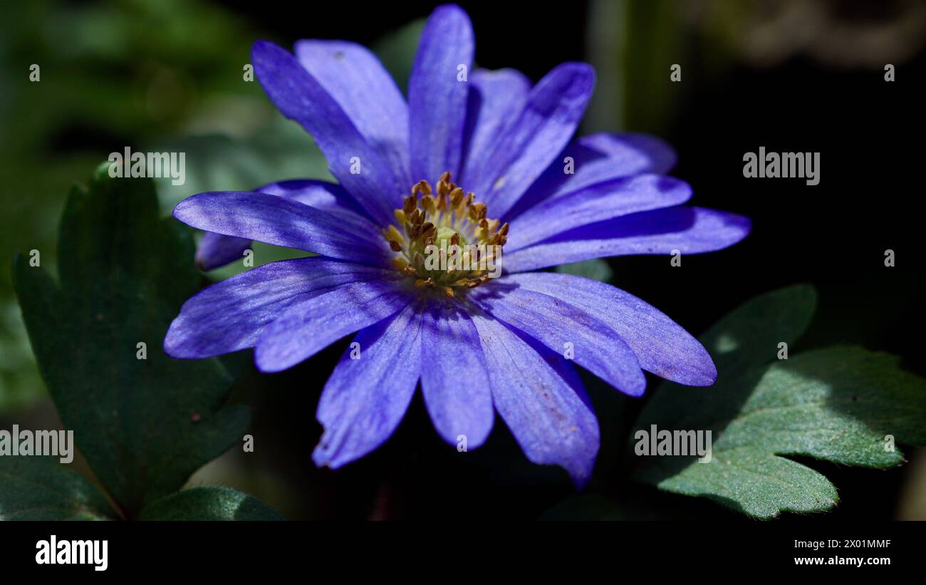 Closeup of a blossom of a blue spring anemone. Stock Photo