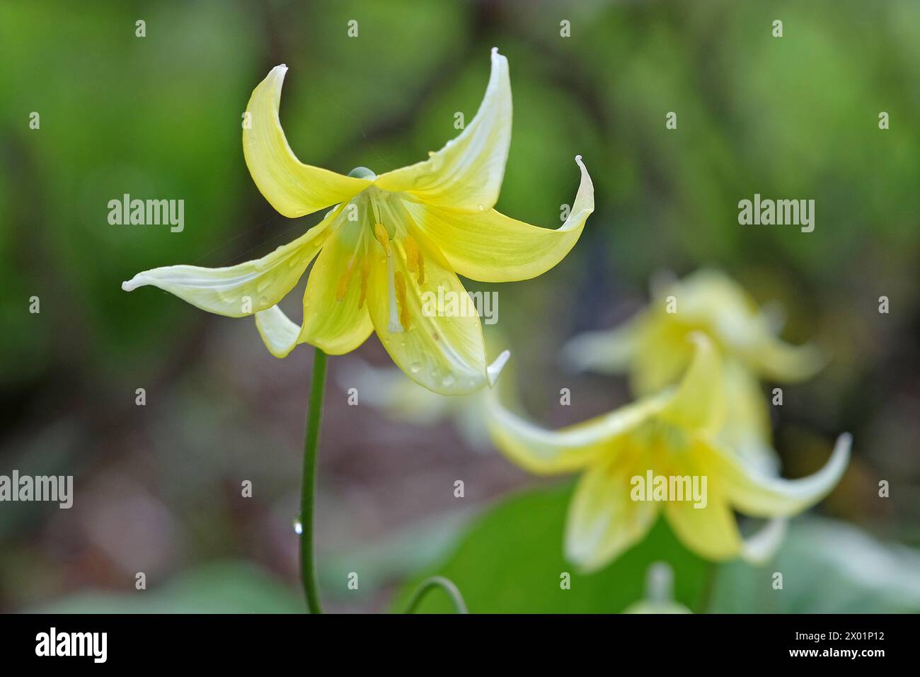 Yellow Erythronium tuolumnense, Tuolumne fawn lily or Tuolumne dog's tooth violet, in flower. Stock Photo