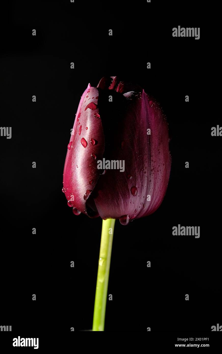 black tulip flower on black background Stock Photo