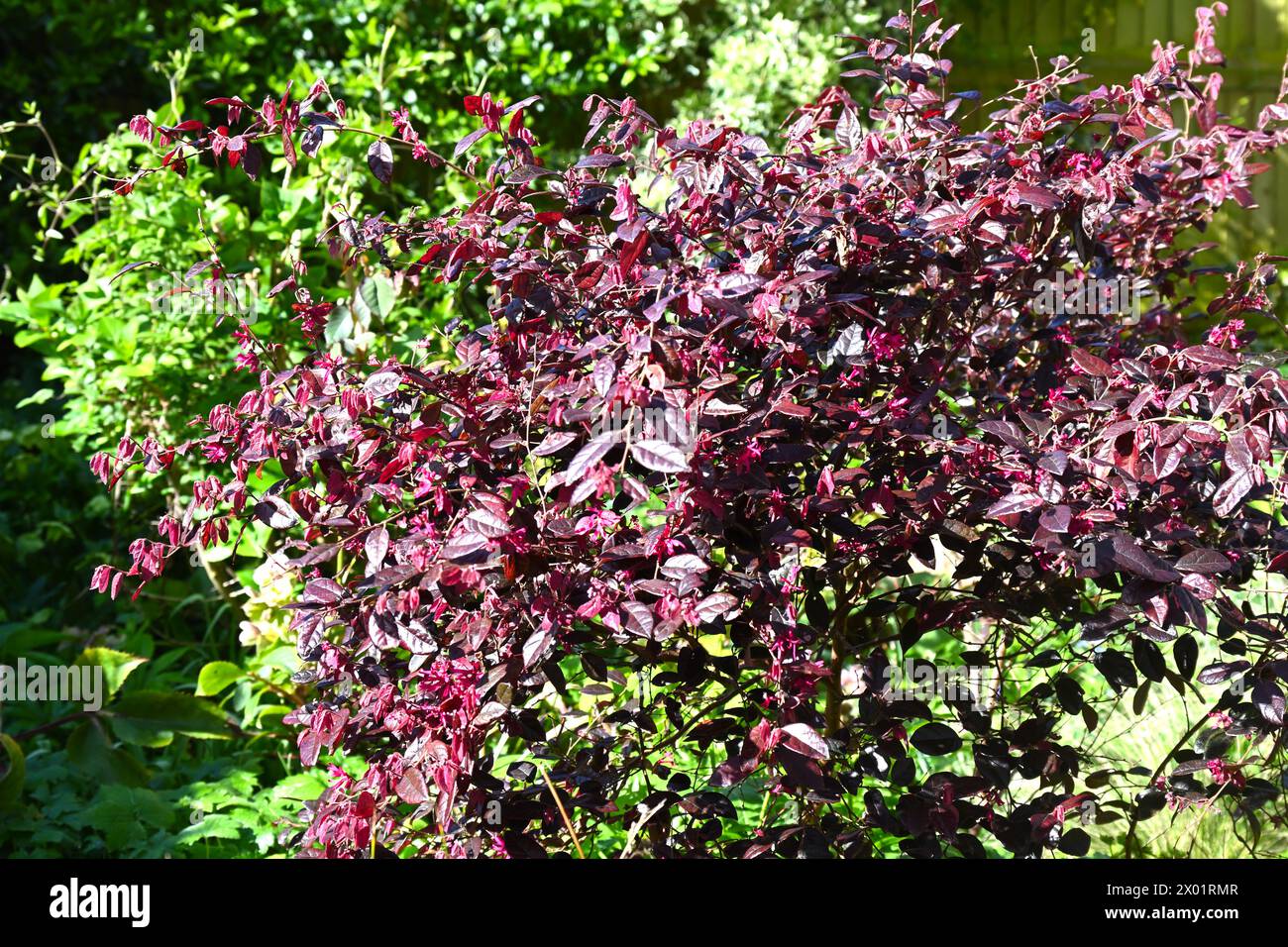 Red / purple evergreen foliage of Loropetalum chinensis Fire Dance, or Chinese witch hazel growing in UK garden March Stock Photo
