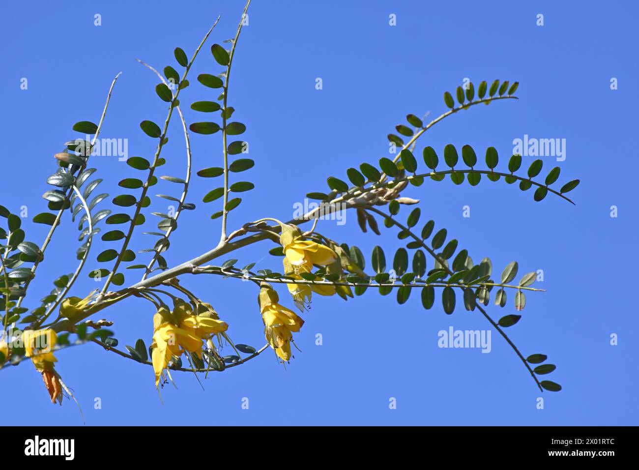 Bright yellow spring flowers of evergreen shrub Kōwhai also known as Sophora microphylla growing against clear blue sky in UK garden March Stock Photo