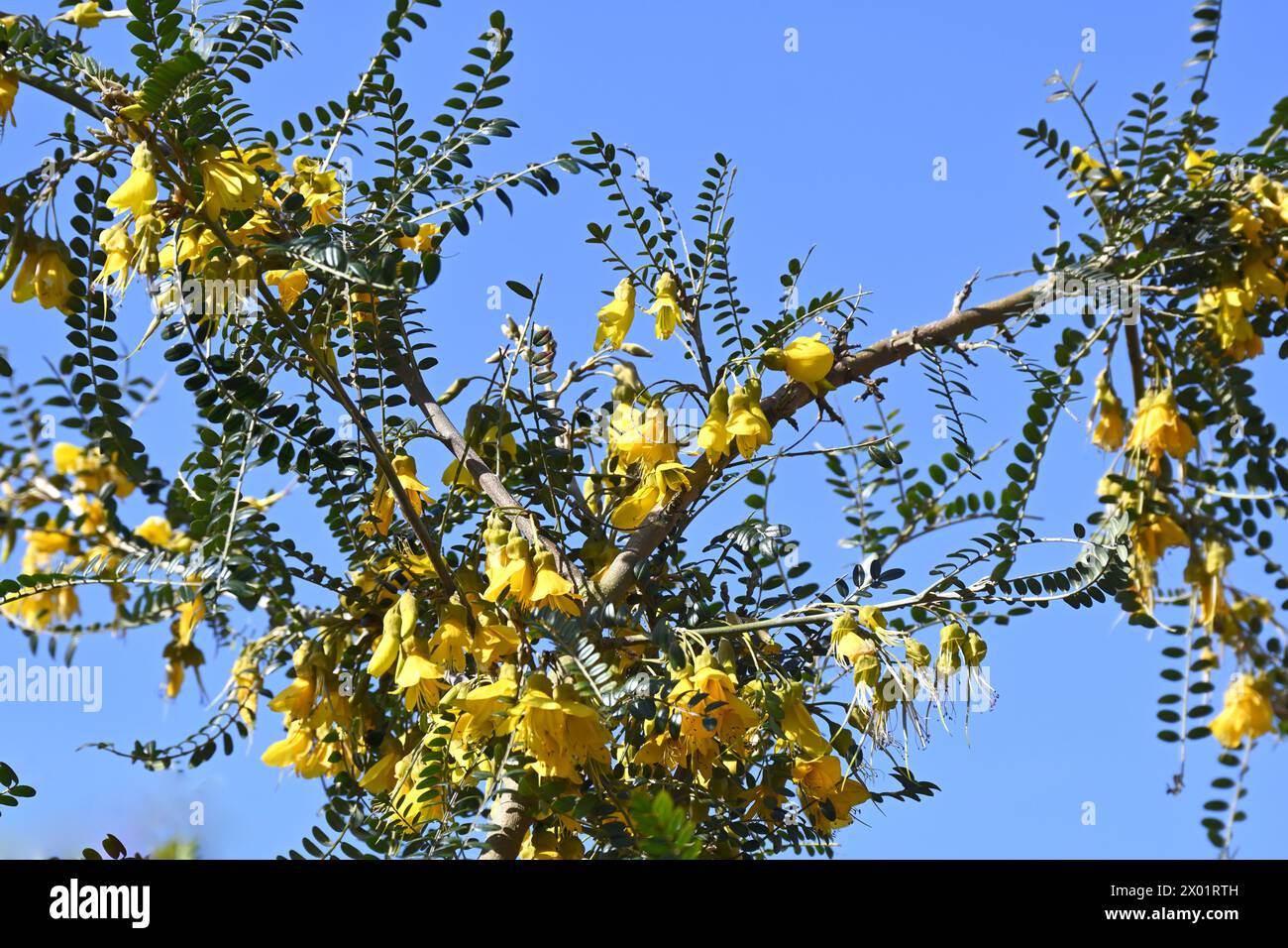 Bright yellow spring flowers of evergreen shrub Kōwhai also known as Sophora microphylla growing against clear blue sky in UK garden March Stock Photo