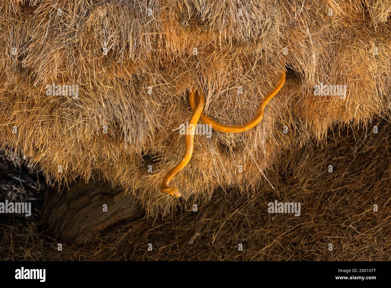 Cape cobra (Naja nivea) hunting in sociable weaver (Philetairus socius) nest, Kgalagadi transfrontier park, Northern Cape, South Africa Stock Photo
