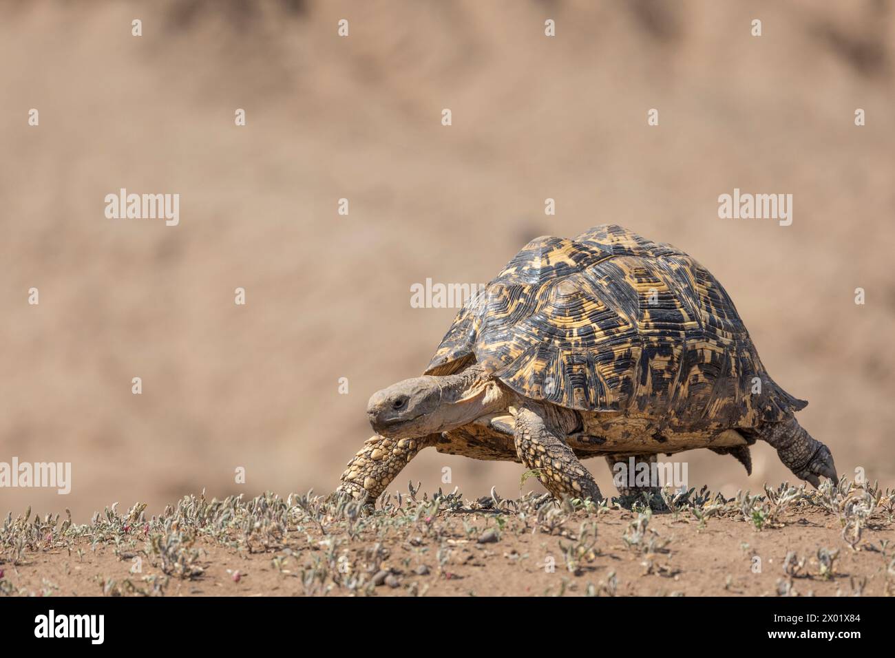 Leopard tortoise (Stigmochelys pardalis), Mashatu game reserve, Botswana Stock Photo