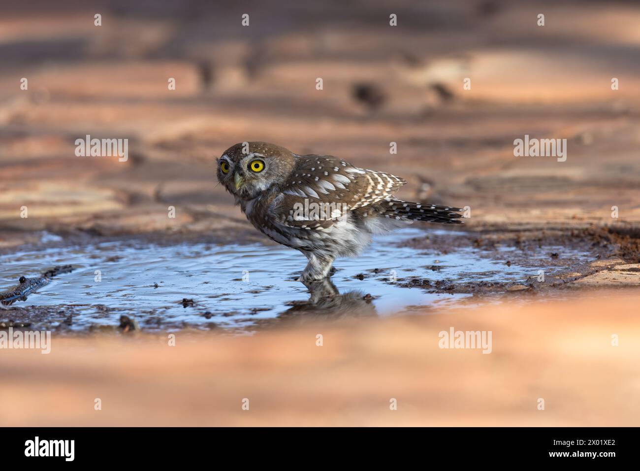 Pearl-spotted owlet (Glaucidium perlatum) at water, Kgalagadi transfrontier park, Northern Cape, South Africa Stock Photo