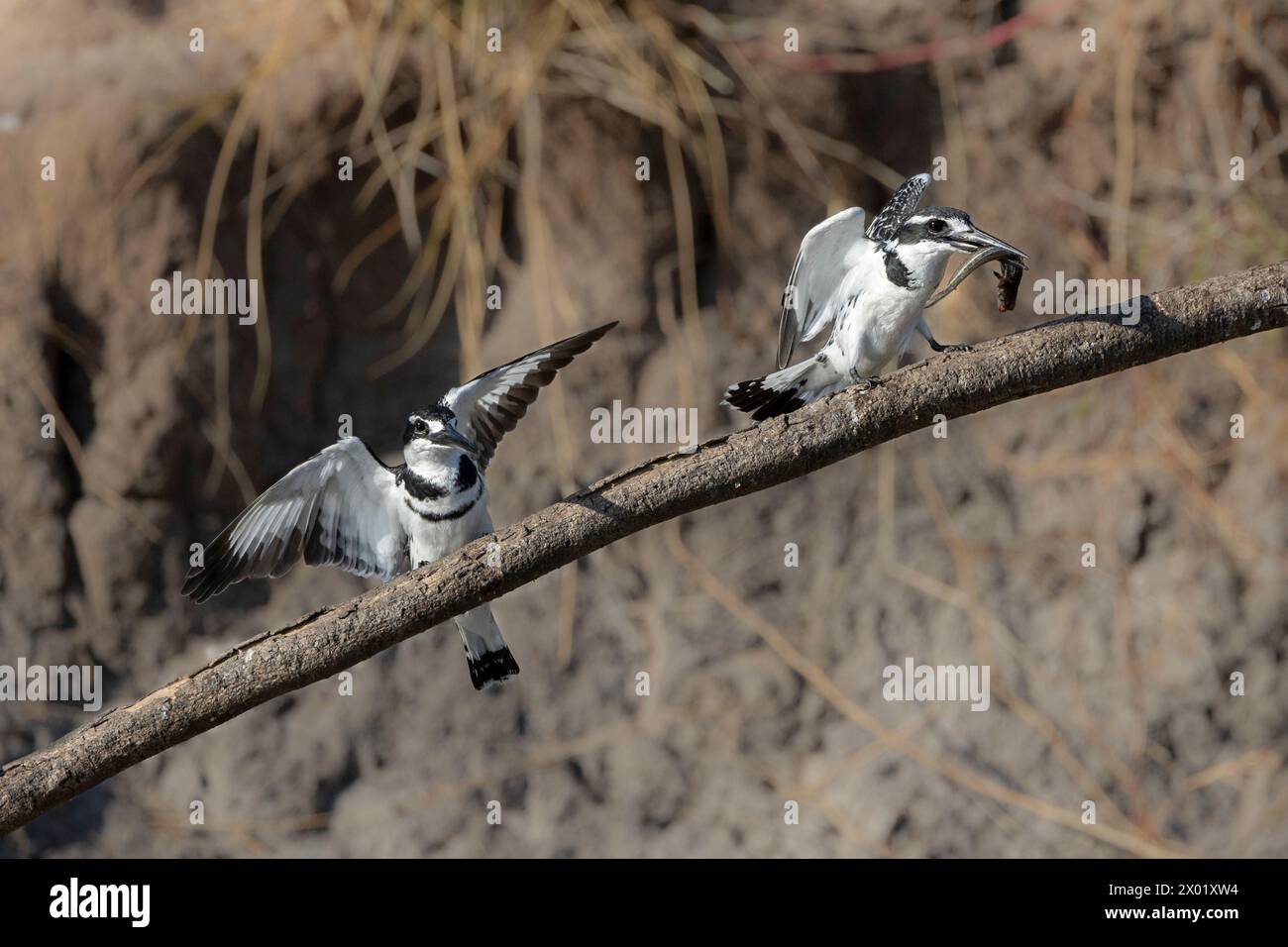 Pied kingfishers (Ceryle rudis), female with fish, Chobe national park, Botswana Stock Photo