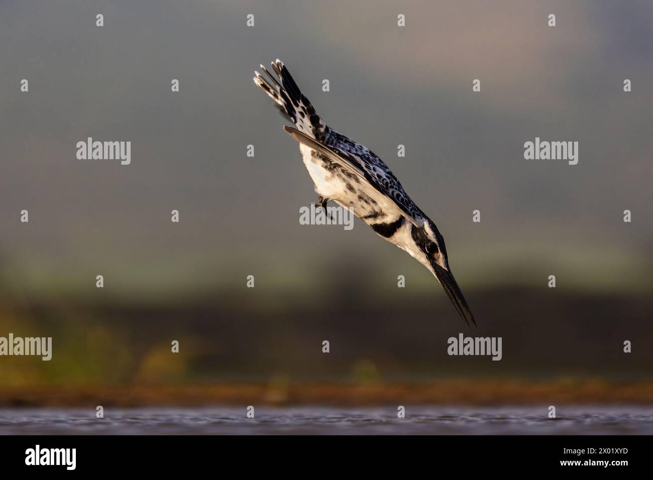 Pied kingfisher (Ceryle rudis) diving, Zimanga game reserve, SOuth Africa Stock Photo