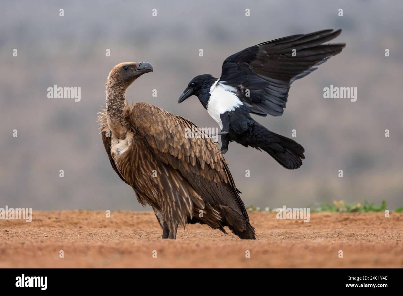 South african crow hi-res stock photography and images - Alamy