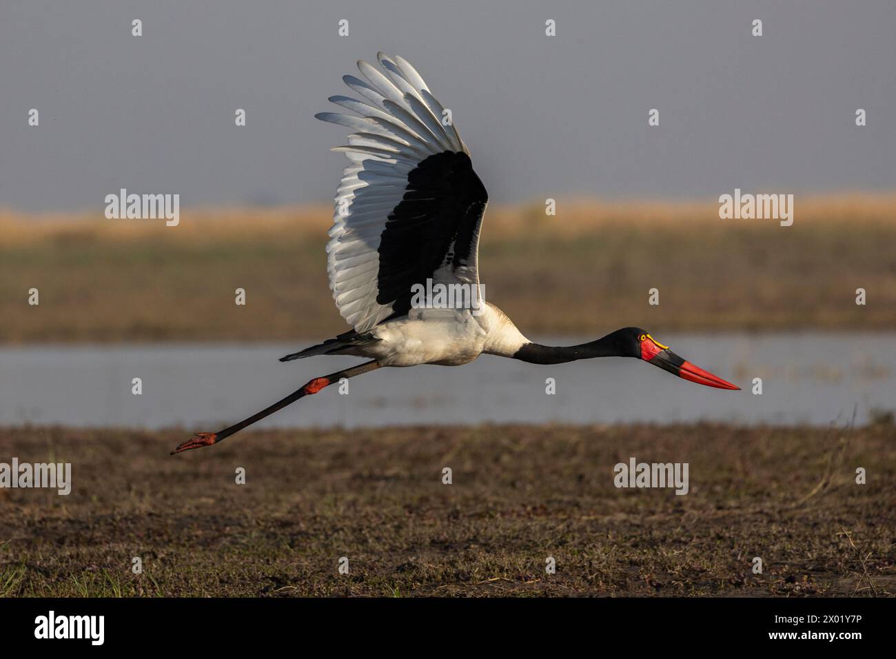Saddle-billed stork (Ephippiorhynchus senegalensis) female in flight ...