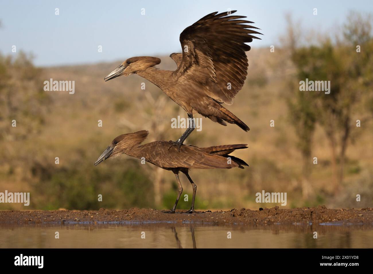 Hamerkops (Scopus umbretta) courtship, Zimanga game reserve, South Africa Stock Photo
