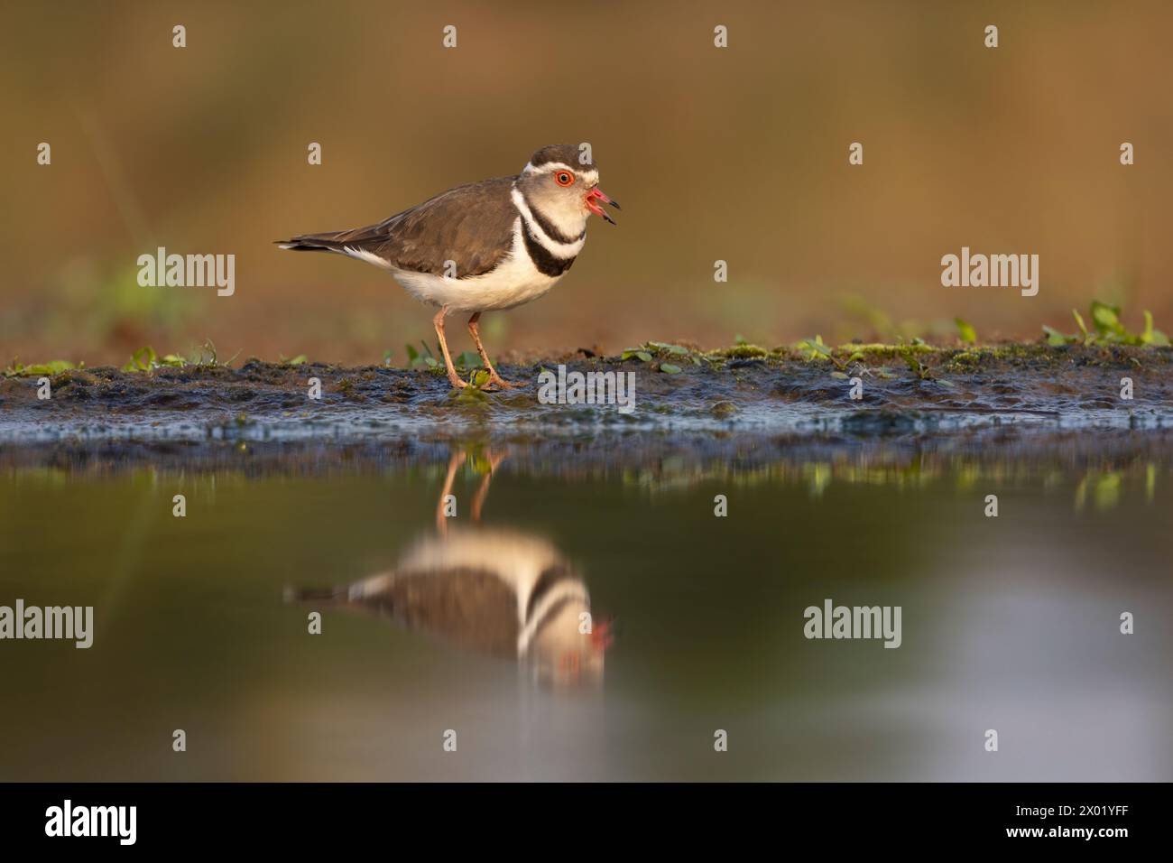 Three-banded plover (Charadrius tricollaris), Zimanga game reserve, South Africa Stock Photo