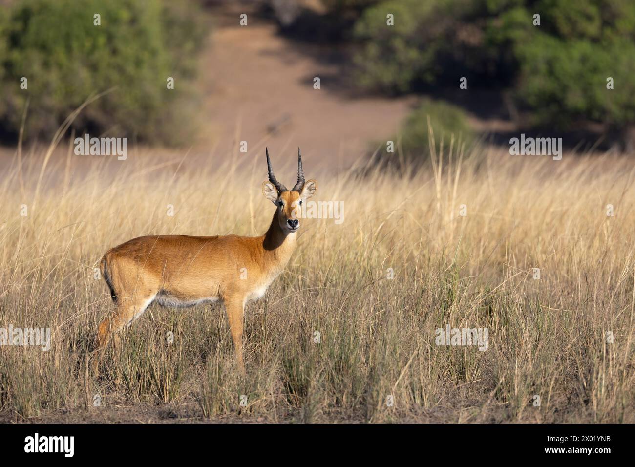 Puku (Kobus vardonii) male, Chobe national park, Botswana Stock Photo