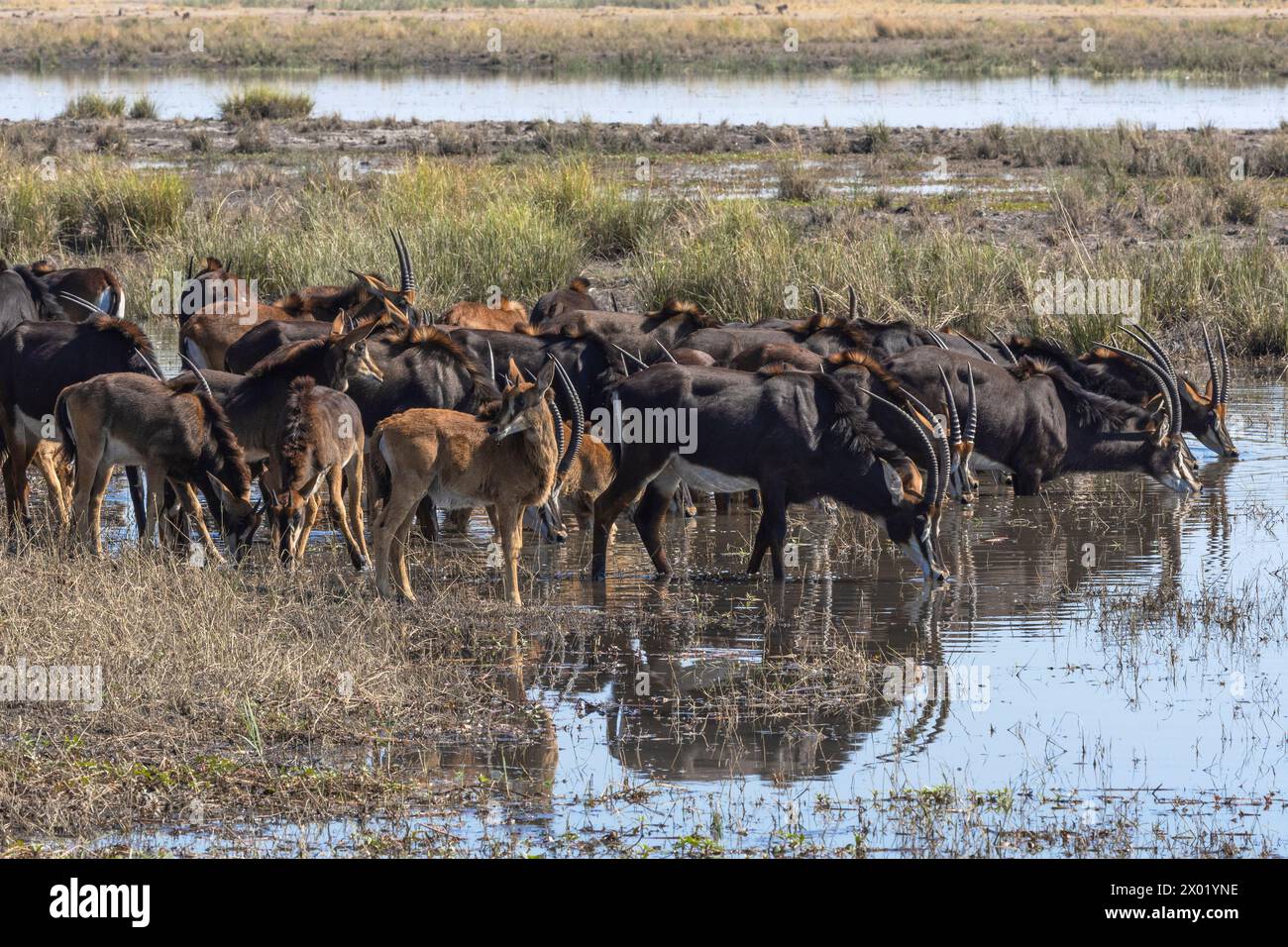 Sable (Hippotragus niger) herd drinking, Chobe national park, Botswana Stock Photo