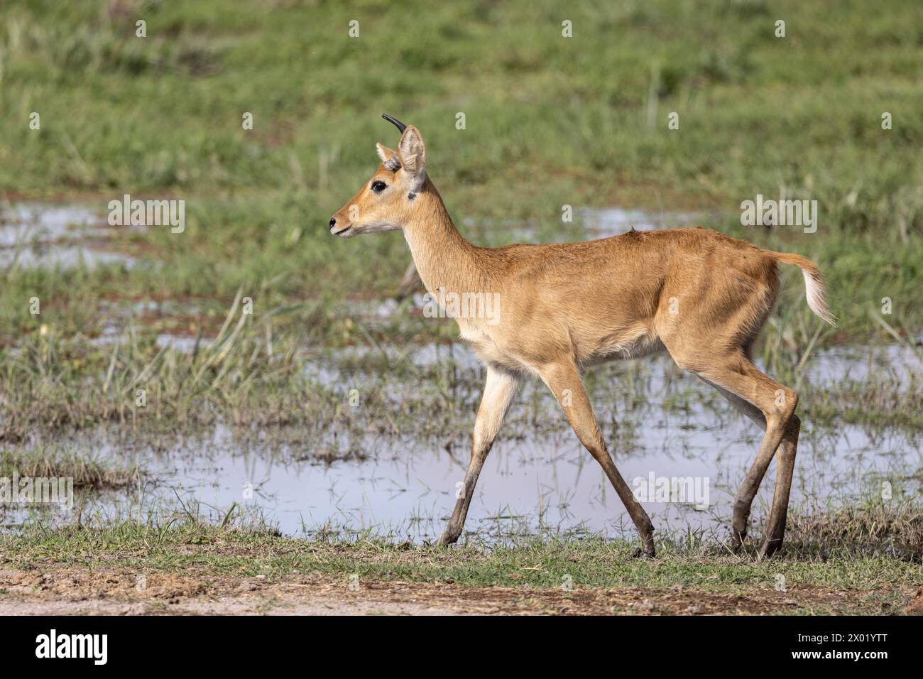 Bohor reedbuck (Redunca redunca), Amboseli national park, Kenya Stock Photo