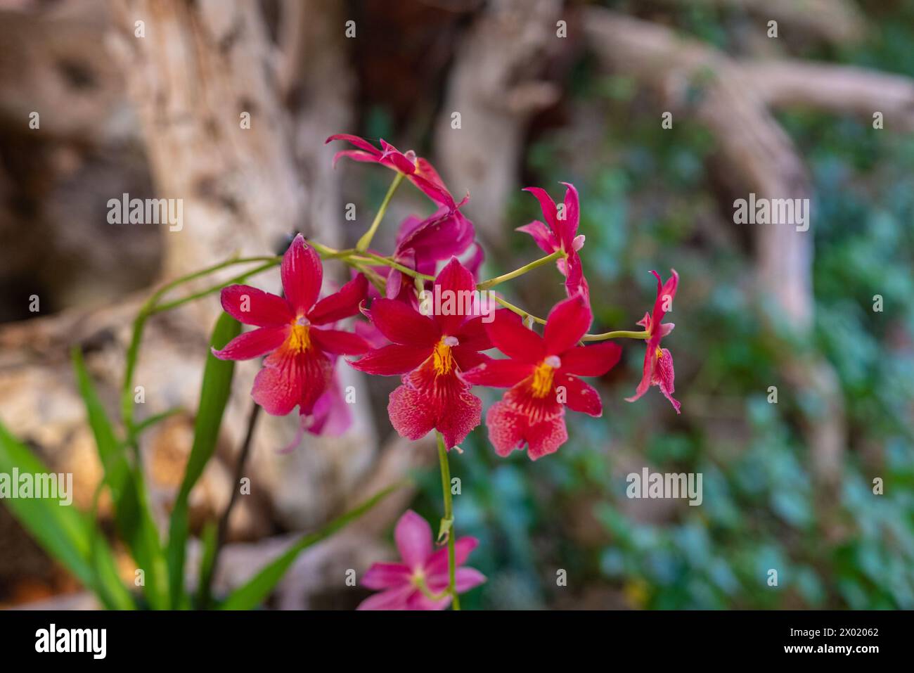 Red orchid flowers on dark green leaves background. Unusual small red orchids Stock Photo