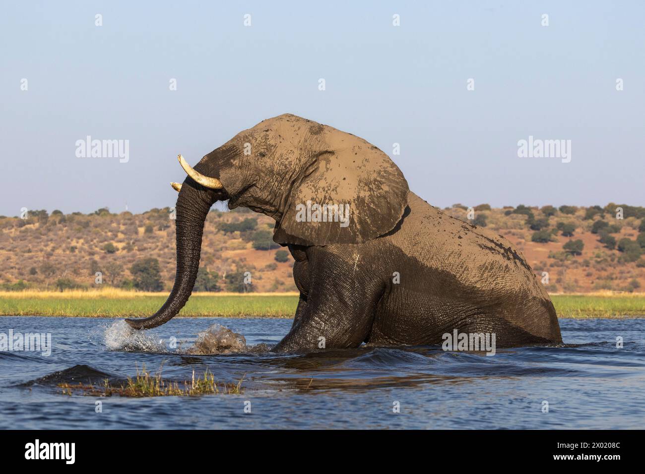 Elephant (Loxodonta africana) bull in Chobe river, Chobe national park, Botswana Stock Photo
