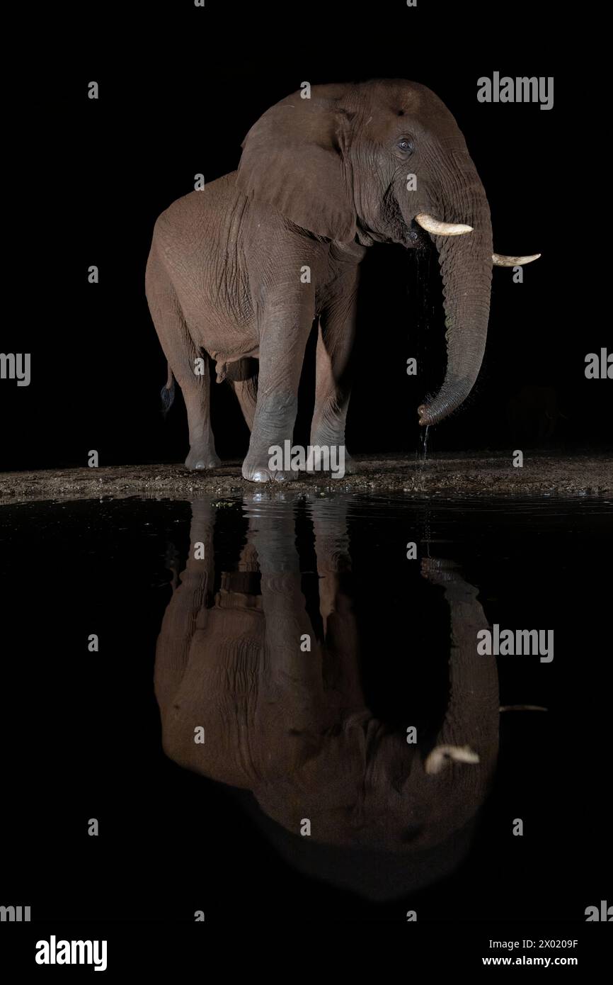 Elephant (Loxodonta africana) bull at night, Zimanga private game reserve, South Africa Stock Photo
