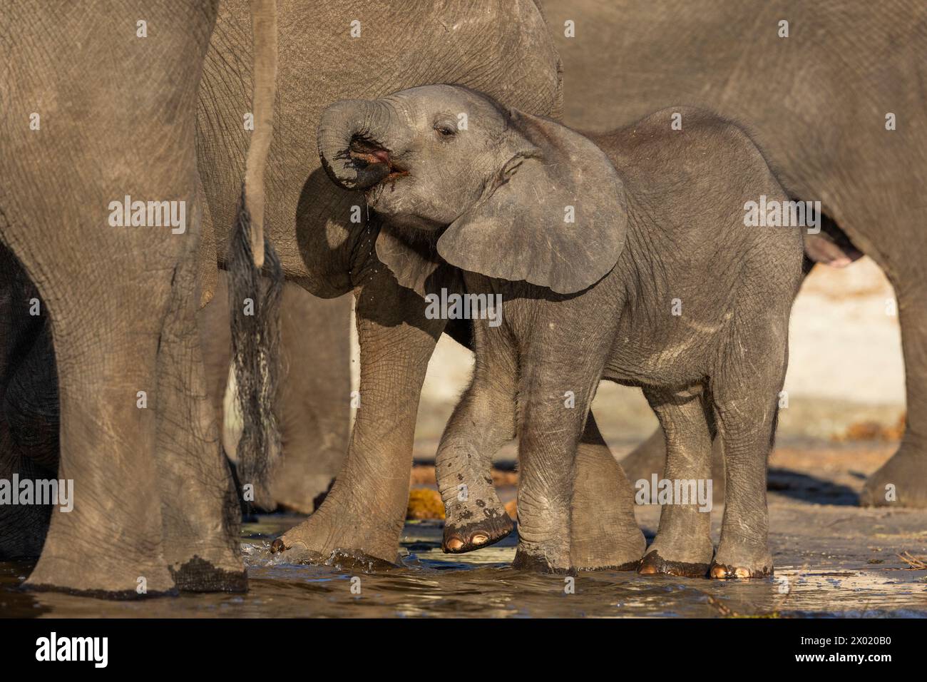 Elephant (Loxodonta africana) calf, Chobe national park, Botswana Stock Photo