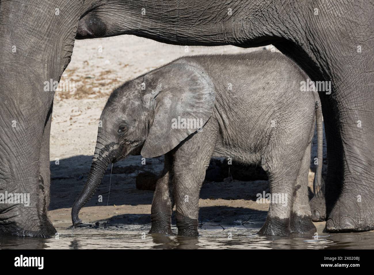 Elephant (Loxodonta africana) calf, Chobe national park, Botswana Stock Photo