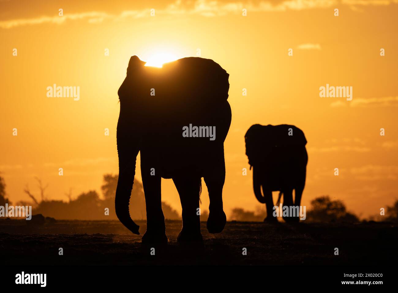 Elephants (Loxodonta africana) at sunset, Chobe national park, Botswana Stock Photo