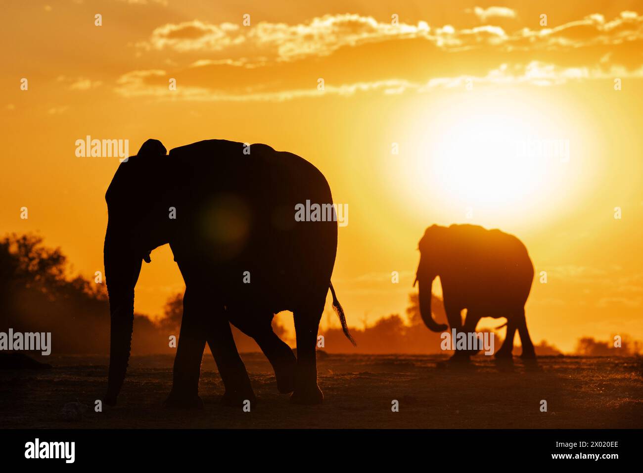 Elephants (Loxodonta africana) at sunset, Chobe national park, Botswana Stock Photo