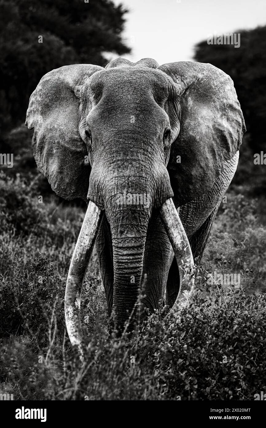 Elephant (Loxodonta africana) tusker 'Craig', Amboseli national park, Kenya Stock Photo