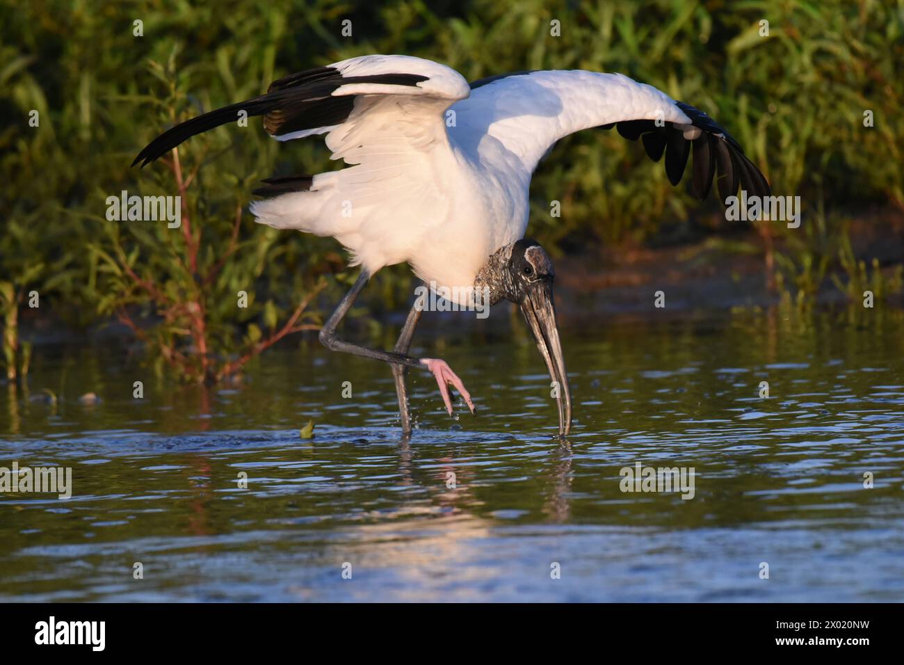 Stork Rica Birds of Costa Rica: Woodstork (Mycteria americana Stock Photo - Alamy
