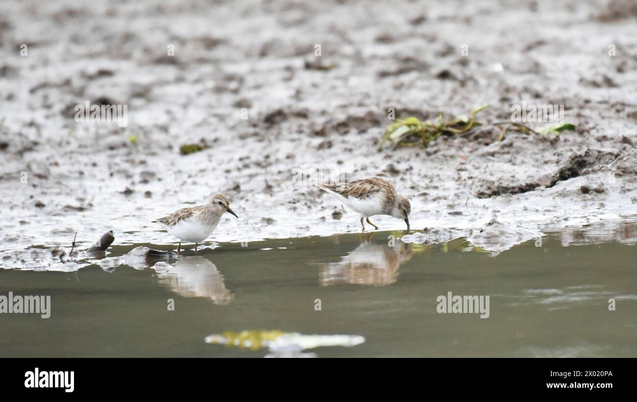 Birds of Costa Rica: Least Sandpiper (Calidris minutilla) Stock Photo