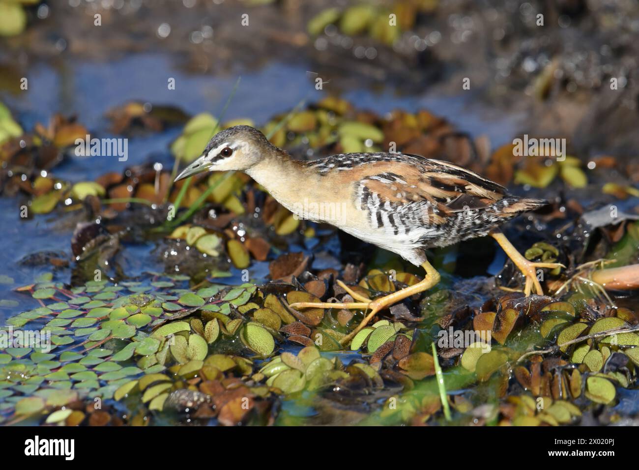 Birds of Costa Rica Yellowbreasted Crake (Porzana flaviventer Stock