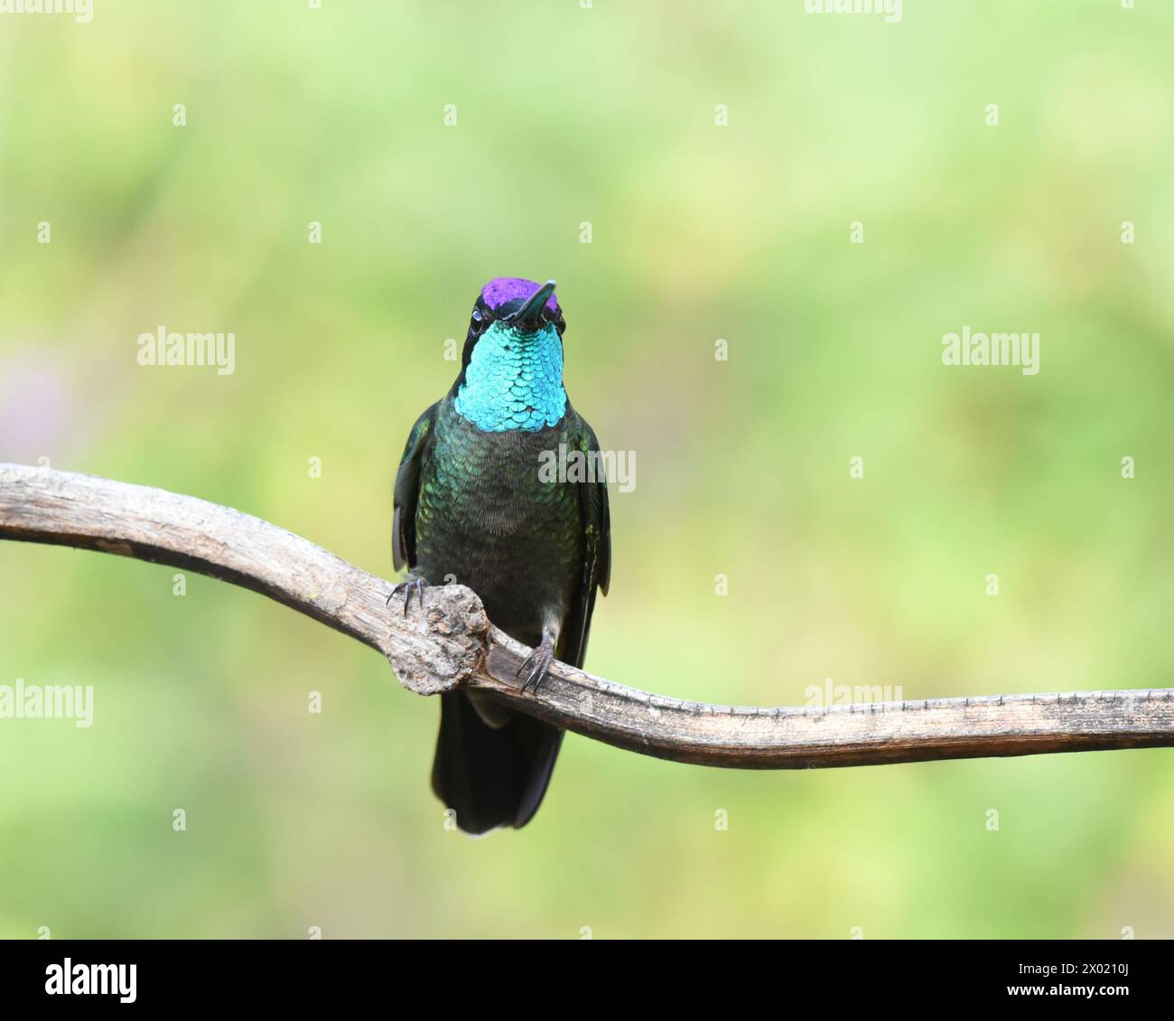 Birds of Costa Rica: Talamanca Hummingbird (Eugenes spectabilis) Stock Photo