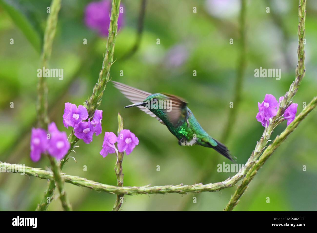 Birds of Costa Rica: Garden Emerald (Chlorostilbon assimilis) Stock Photo