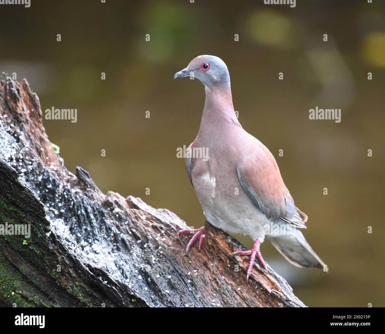 Birds of Costa Rica: Pale-vented Pigeon (Patagioenas cayennensis) Stock Photo