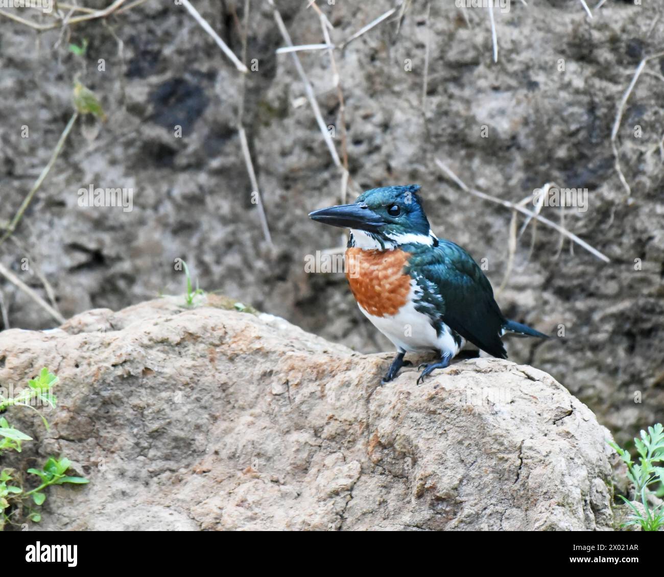 Birds of Costa Rica Amazon Kingfisher (Chloroceryle amazona Stock