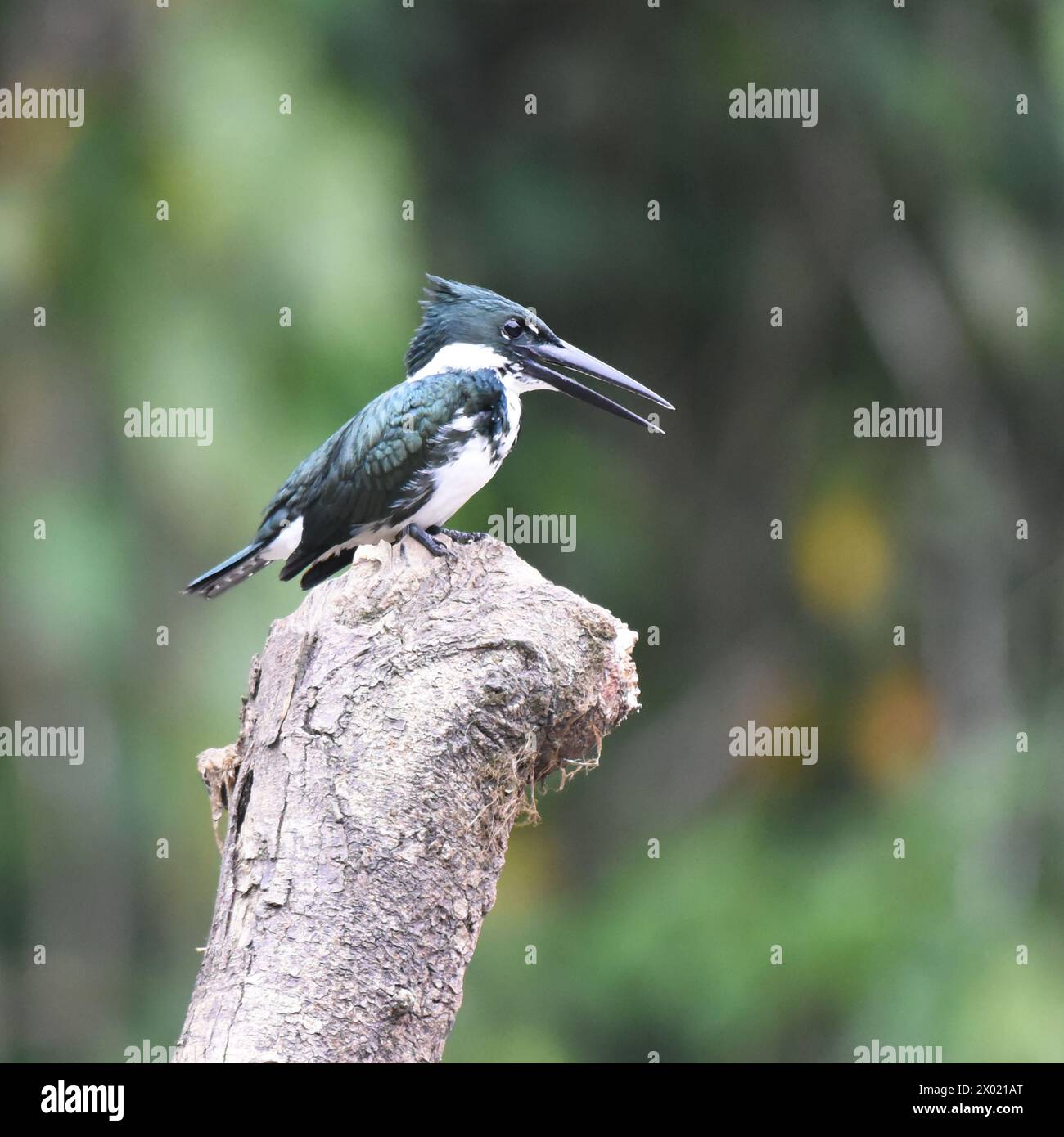 Birds of Costa Rica Amazon Kingfisher (Chloroceryle amazona Stock