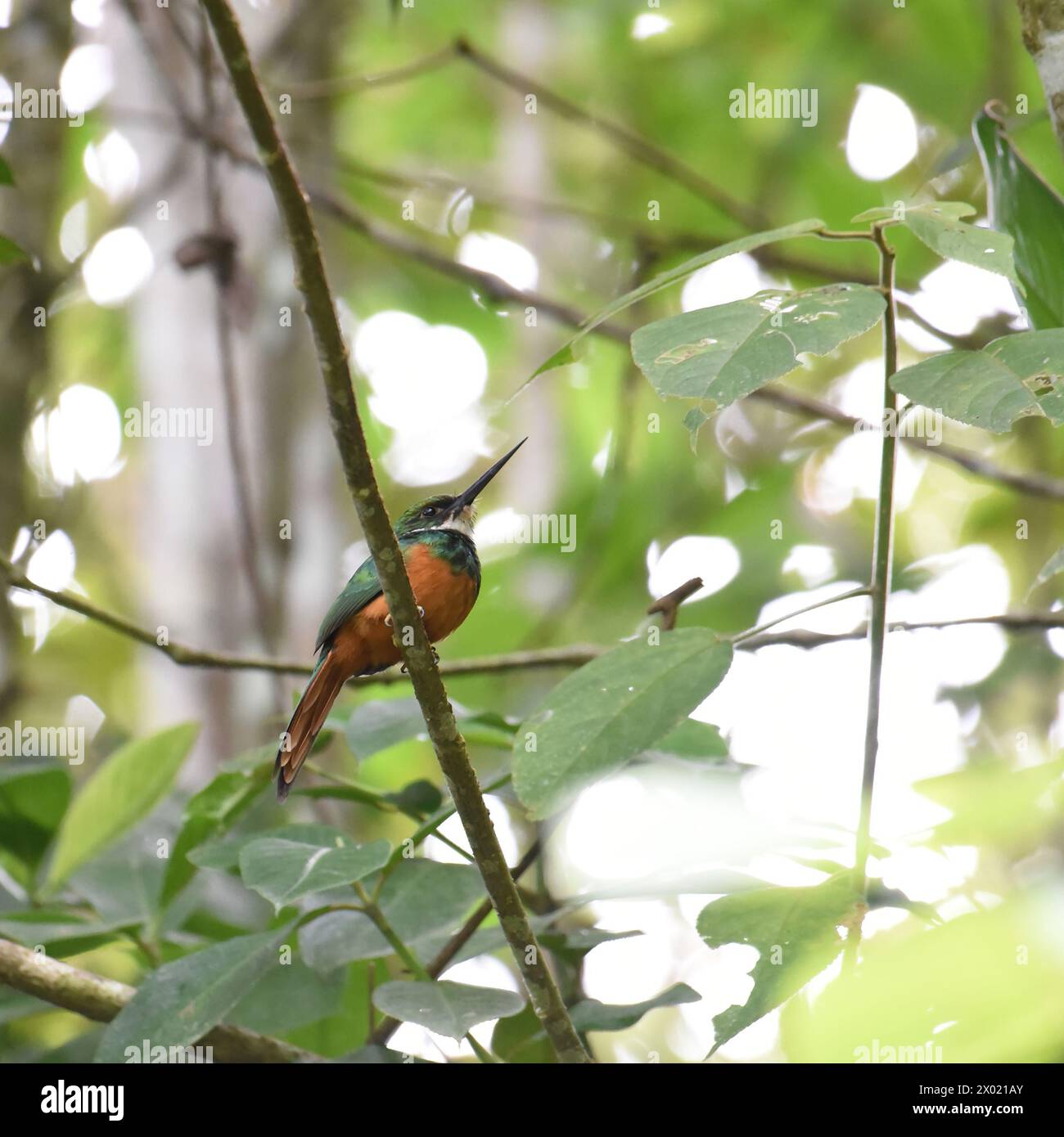 Birds of Costa Rica: Rufous-tailed Jacamar (Galbula ruficauda) Stock Photo