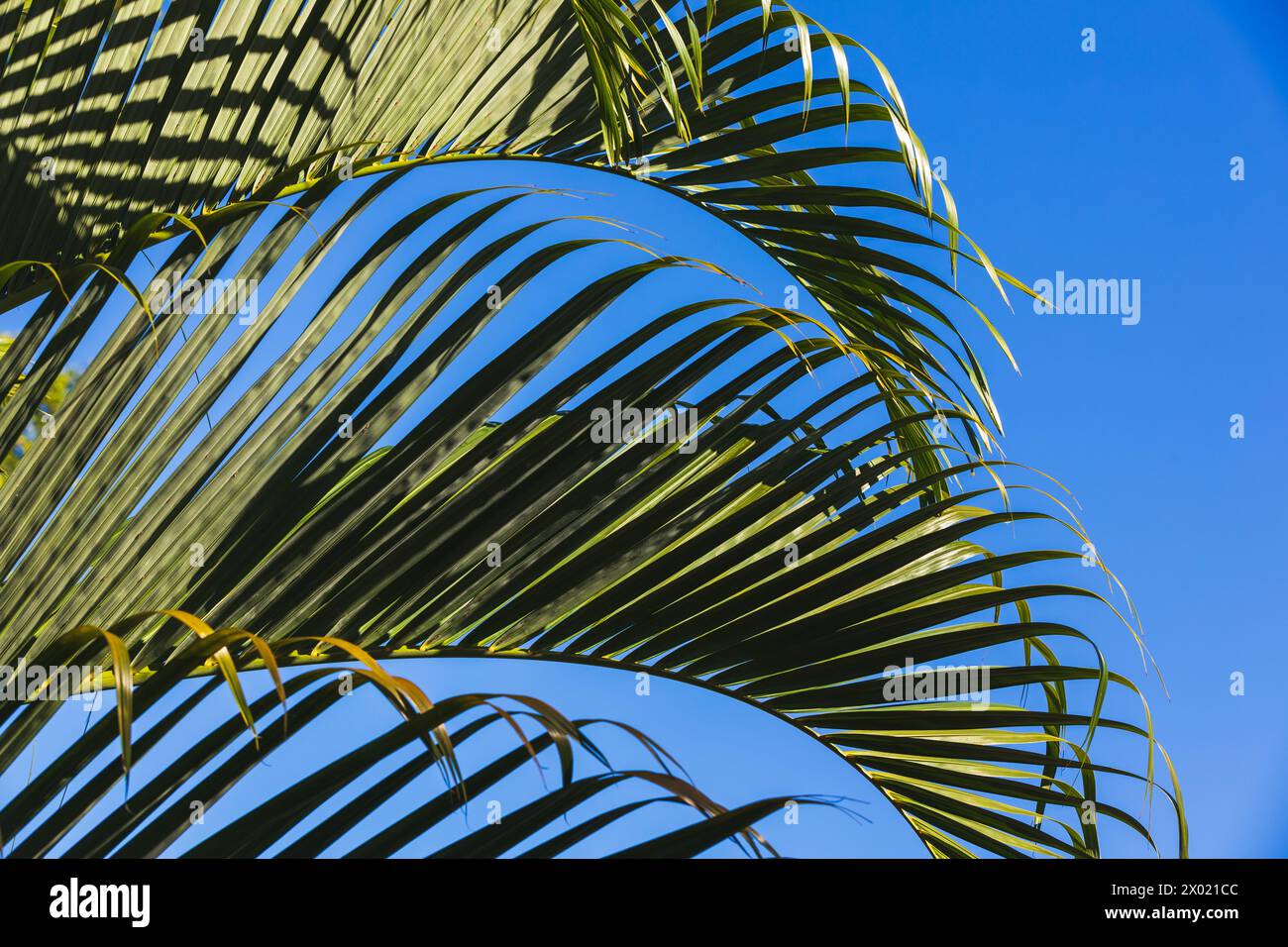 Palm tree leaves are under clear blue sky on a sunny day, tropical background photo Stock Photo