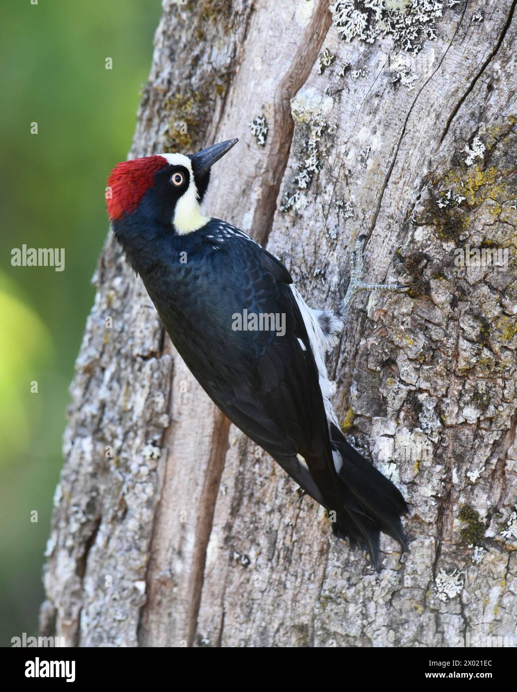 Birds of Costa Rica: Acorn Woodpecker (Melanerpes formicivorus Stock ...