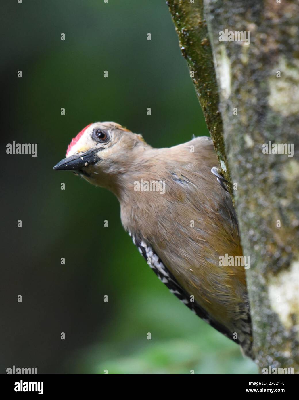 Birds of Costa Rica: Hoffmann's Woodpecker (Melanerpes hoffmannii) Stock Photo