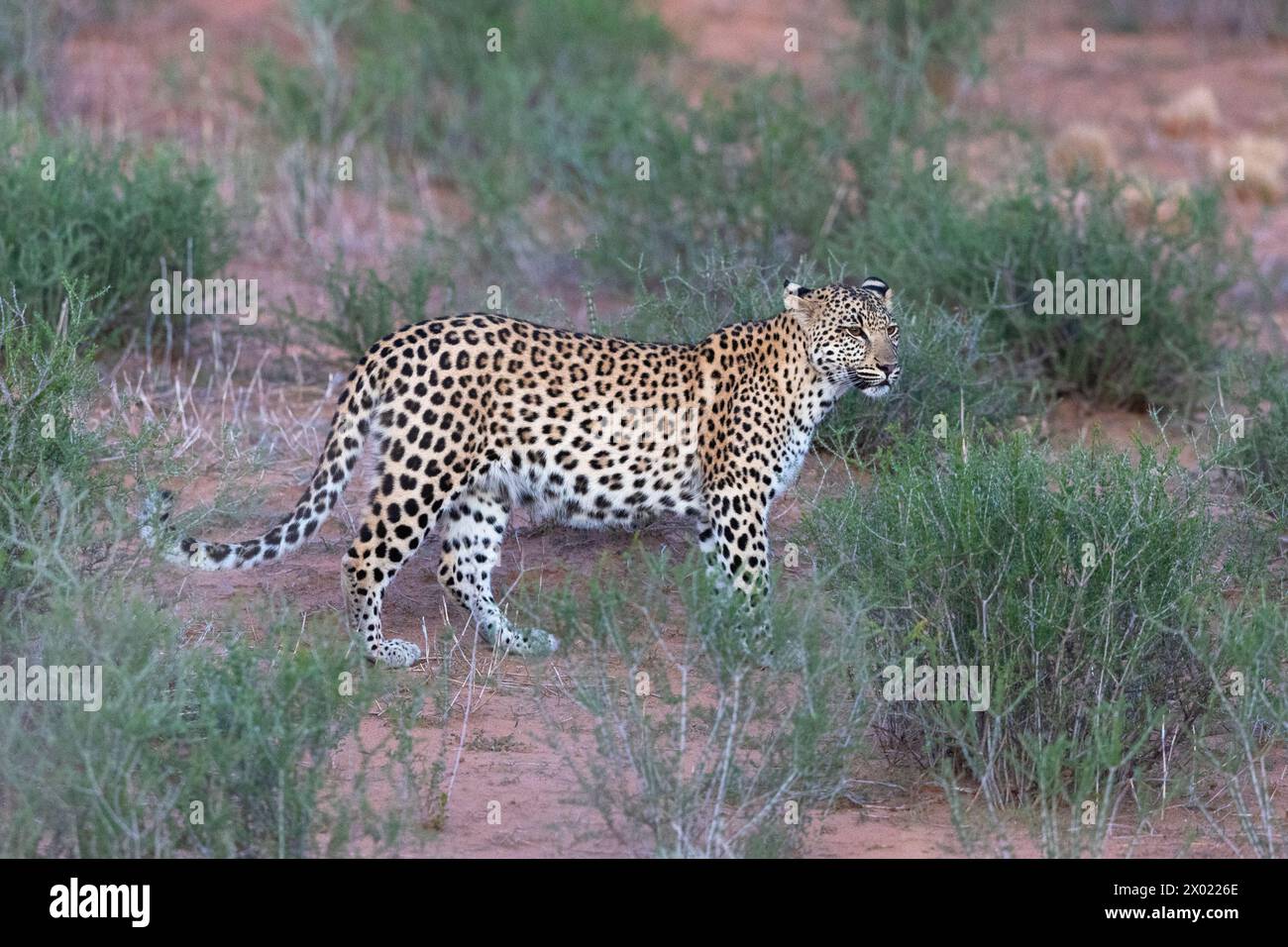 Leopard (Panthera pardus) subadult, Kgalagadi transfrontier park, Northern Cape, South Africa Stock Photo